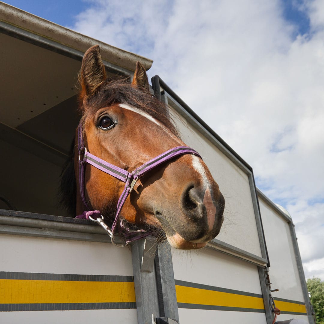 Egy szállító ló szállítása közben Budapesten