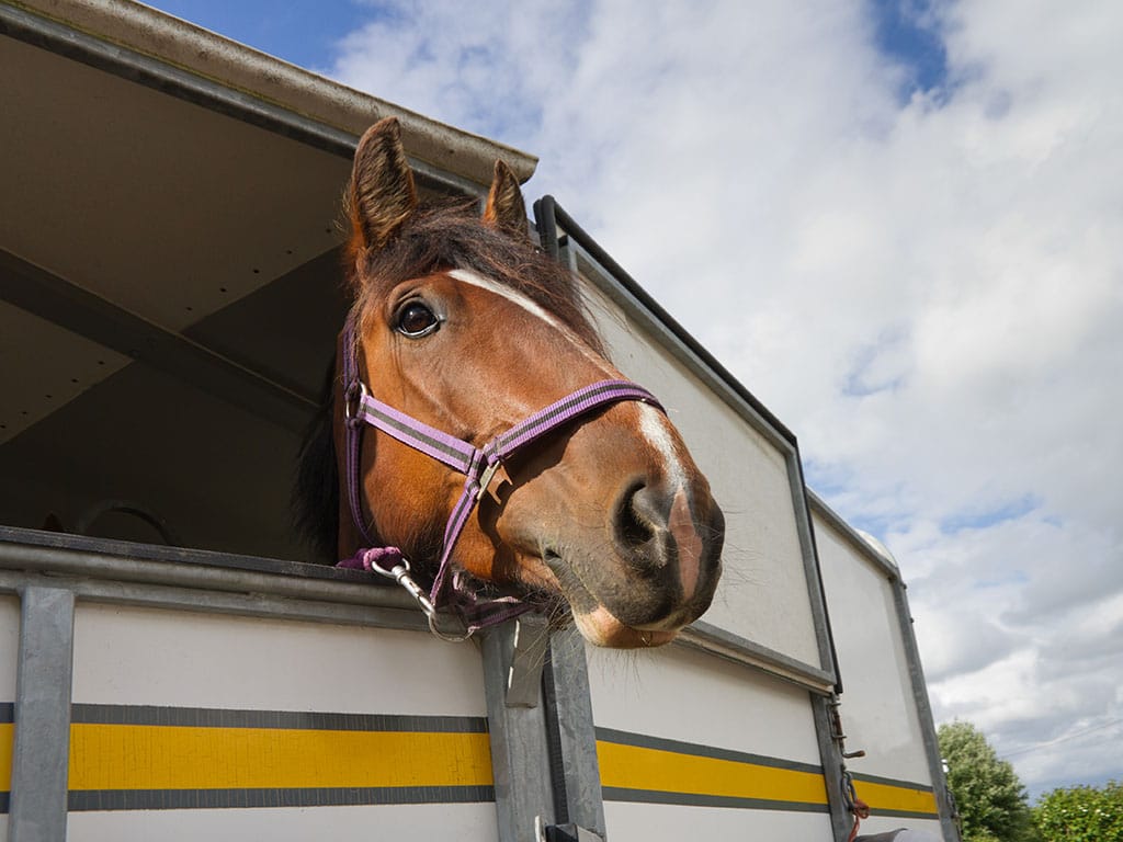 Egy szállító ló szállítása közben Budapesten