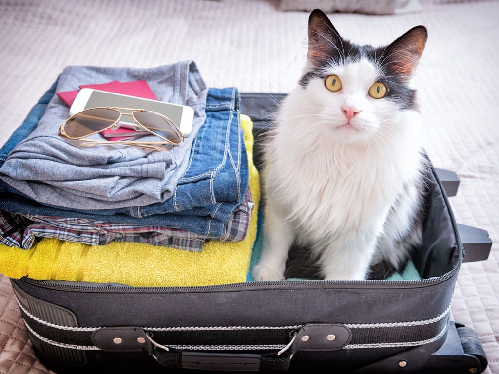 Egy szállító macska külföldre szállítása közben Budapesten