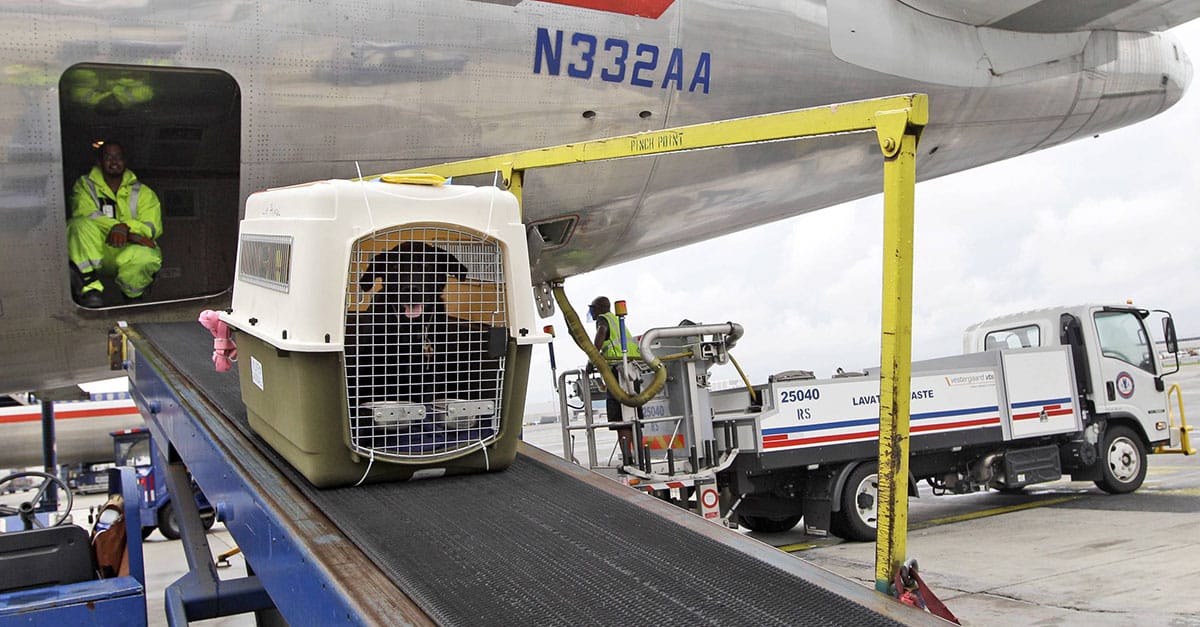 Egy szállító élőállat szállítás repülőn közben Székesfehérváron