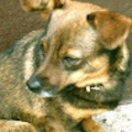  Ferenc