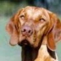 Tibor