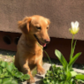 Orsolya