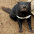 Attila