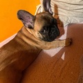Judit