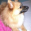 Timea