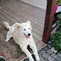 István