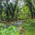 Kapusi